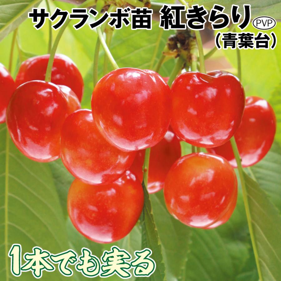 サクランボ 紅きらりPVP（青葉台） 1株 果樹苗 国華園 : 花と緑 国華園