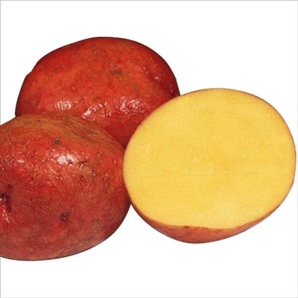 種芋 秋植え じゃがいも ジャガイモ アンデス赤 70 Off 2kg 家庭菜園 馬鈴薯 ジャガ芋 じゃがいも種芋 自給自足 ジャガイモ種芋 じゃが芋 畑 あんですあか