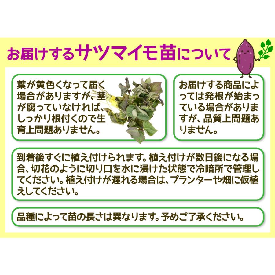 イモヅル 芋づる べにはるかPVPイモヅル 10本 / さつまいもの苗 サツマイモの苗 家庭菜園 紅ハルカ ベニハルカ 人気 甘い 糖度高い｜kokkaen｜06