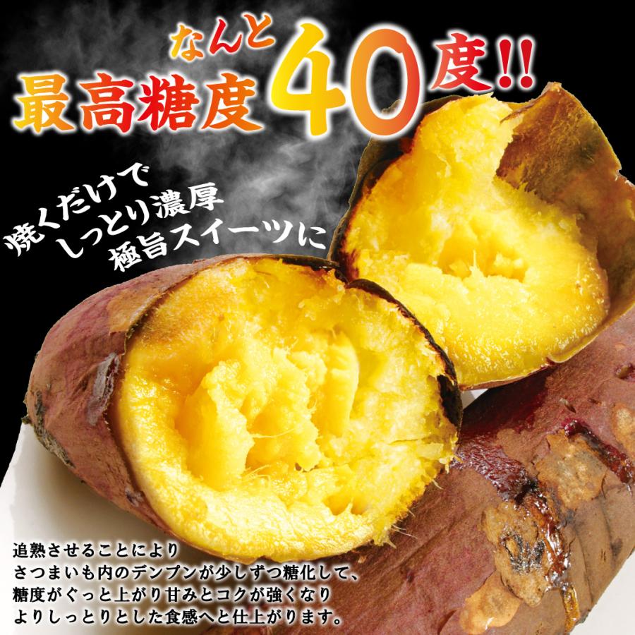 紅はるか苗 700本＋10本サービス 【公式通販】