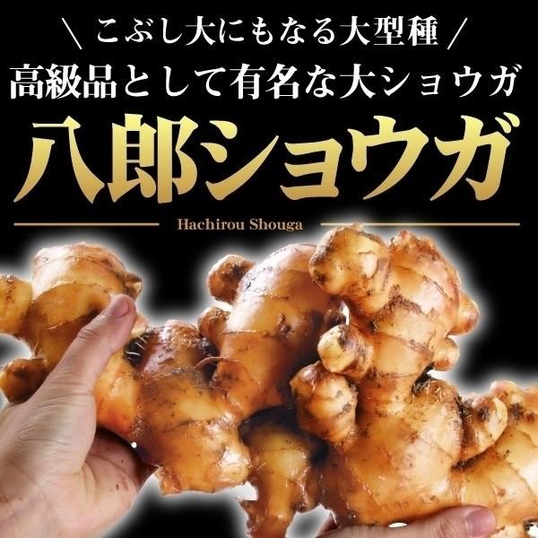 種ショウガ 八郎ショウガ 1kg / 生姜 しょうが 家庭菜園 自家菜園 人気 有名 大きい生姜 大きな生姜 大きいショウガ 大きなショウガ（Yahoo!・花と緑 国華園）