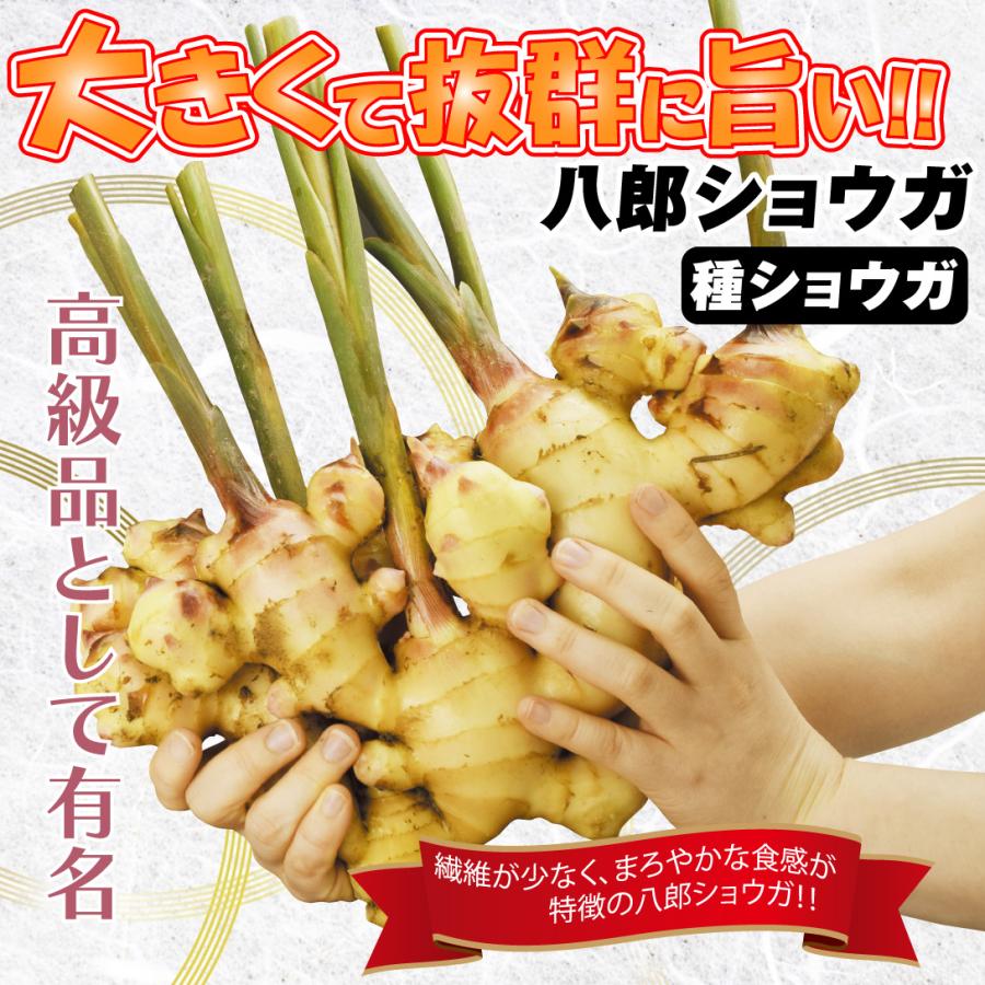 種ショウガ 八郎ショウガ 1kg / 生姜 しょうが 家庭菜園 自家 種ショウガ 八郎ショウガ 1kg / 生姜 しょうが 家庭菜園 自家