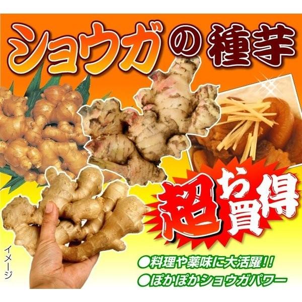 種ショウガ 土佐産大ショウガ 500g / 生姜 しょうが 家庭菜園 自家菜園