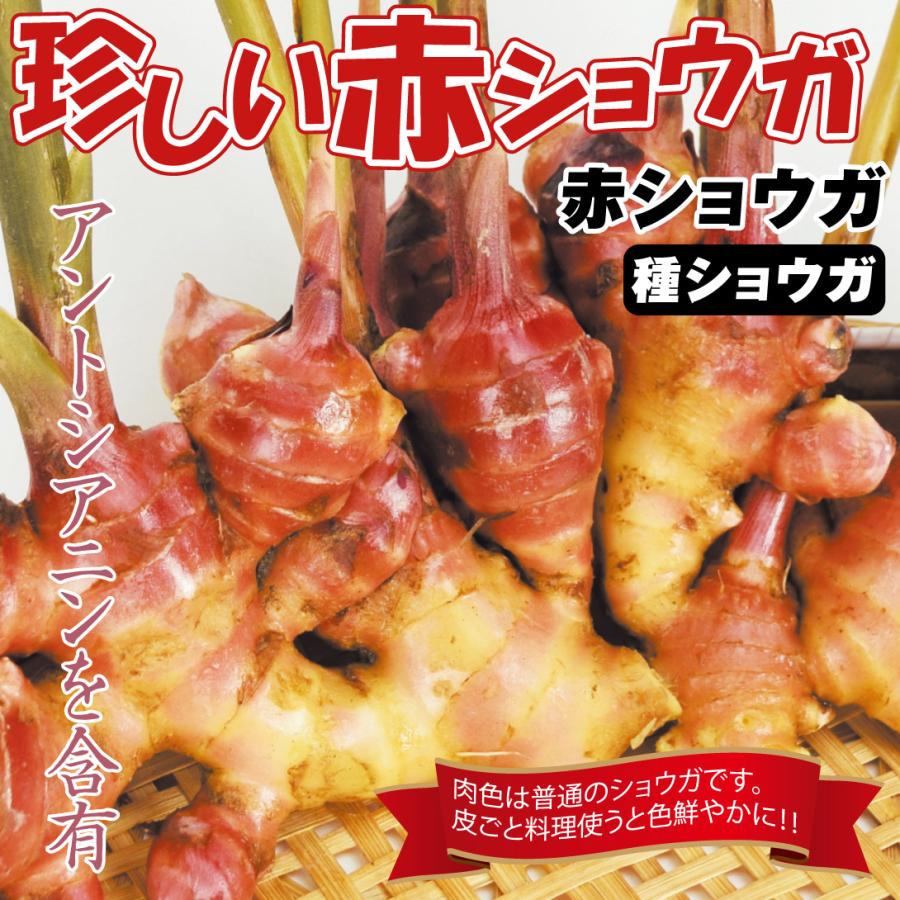 赤生姜 しょうが 種　10kg 高知県産 特選仁淀川生姜・山生 / 4kg 高知県産（赤生姜）囲生姜