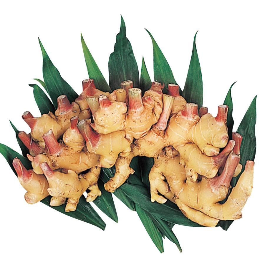 種ショウガ 三州ショウガ 500g / 生姜 しょうが 家庭菜園 自家菜園 小生姜 小ショウガ さんしゅう ショウガオール（Yahoo!・花と緑 国華園）