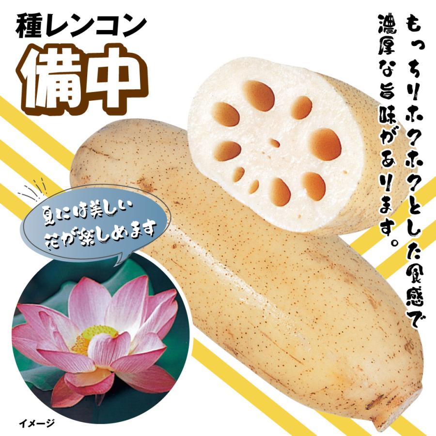 蓮の種レンコン　花蓮苗　蓮根 種レンコン レンコン 備中 2kg / れんこん 蓮根 れん根 レンコンの種