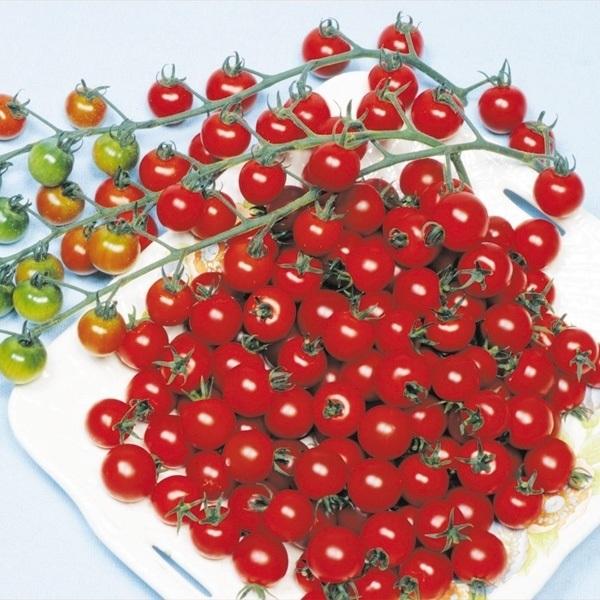 種 野菜たね トマト チェリークイーン 1袋 0 5ml 野菜のタネ 野菜 種子 とまと