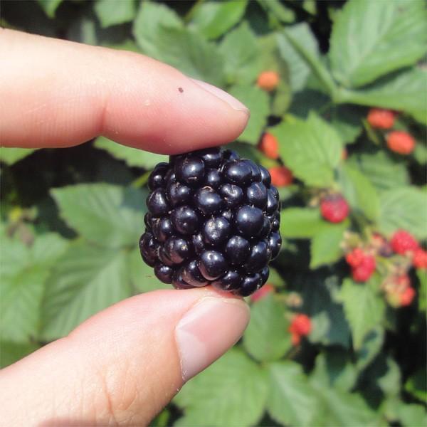果樹苗 ブラックベリー トリプルクラウン 1株 : 花と緑 国華園 - 通販