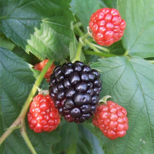 果樹苗 ブラックベリー トリプルクラウン 1株 : 花と緑 国華園 - 通販