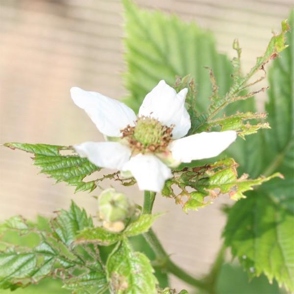 果樹苗 ブラックベリー トリプルクラウン 1株 : 花と緑 国華園 - 通販