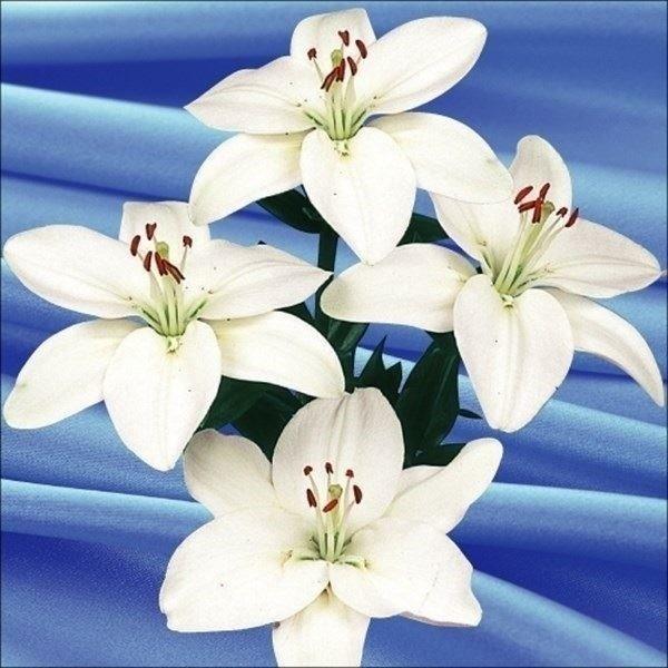 お見舞い すかしユリ 球根 すかしユリ白花 30球