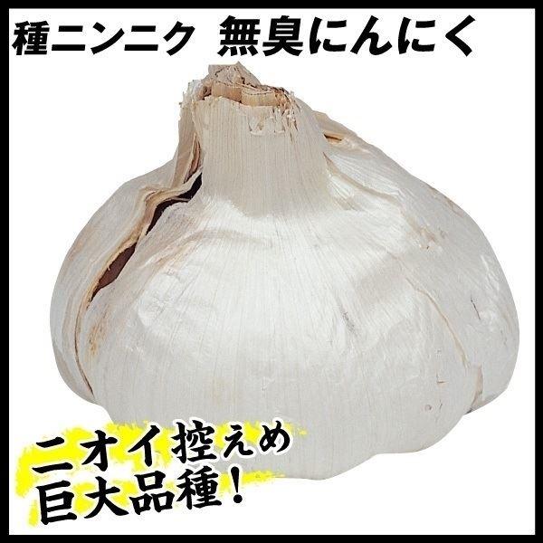 ニンニク にんにく 種球 無臭ニンニク 1kg にんにくの種 ガーリック 家庭菜園 マイルドニンニク 家庭菜園 匂いおさえめ 匂い気にならない 匂い控えめあ 12n P3 016 花と緑 国華園 通販 Yahoo ショッピング