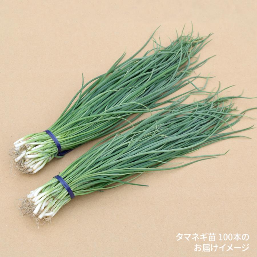 玉ねぎ苗（超極早生）F1超極早生玉葱 100本 早穫り系 たまねぎ 玉葱