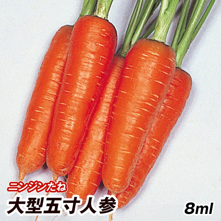 種 野菜たね ニンジン 大型五寸人参 1袋（8ml） 人参 野菜の種 国華園