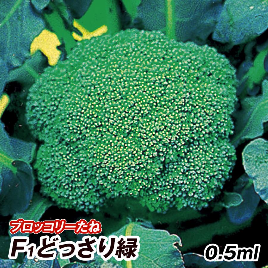 ブロッコリー 種 野菜たね F1どっさり緑 1袋 0 5ml 野菜のタネ 正規品 国華園 花野菜 野菜 Ytc18 ブロッコリーの種 タネ 種子