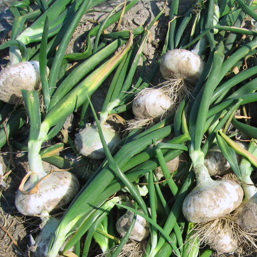 国華園 種 野菜たね タマネギ （超極早生）立春の香り 1袋（2ml） 白