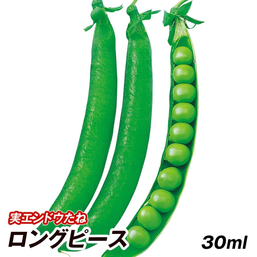 種 野菜たね マメ 実エンドウ ロングピース 1袋（30ml） 豌豆 豆 野菜の種 国華園 | 