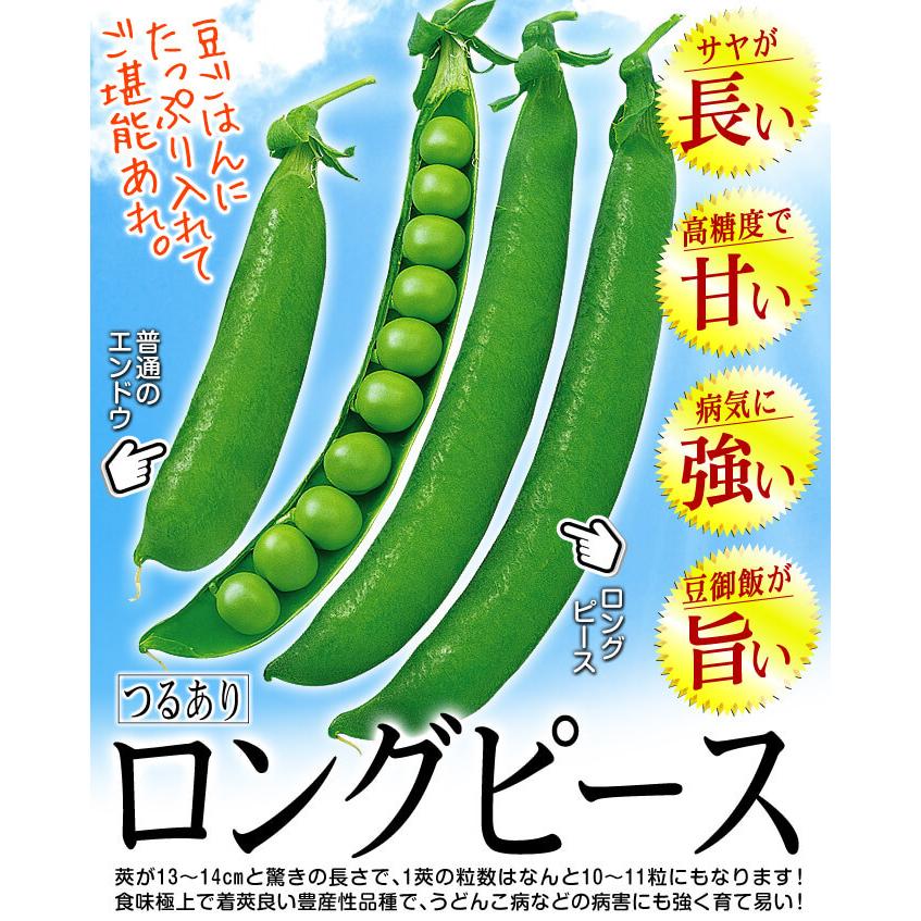 種 野菜たね マメ 実エンドウ ロングピース 1袋（30ml） 豌豆 豆 野菜の種 国華園 |  | 02