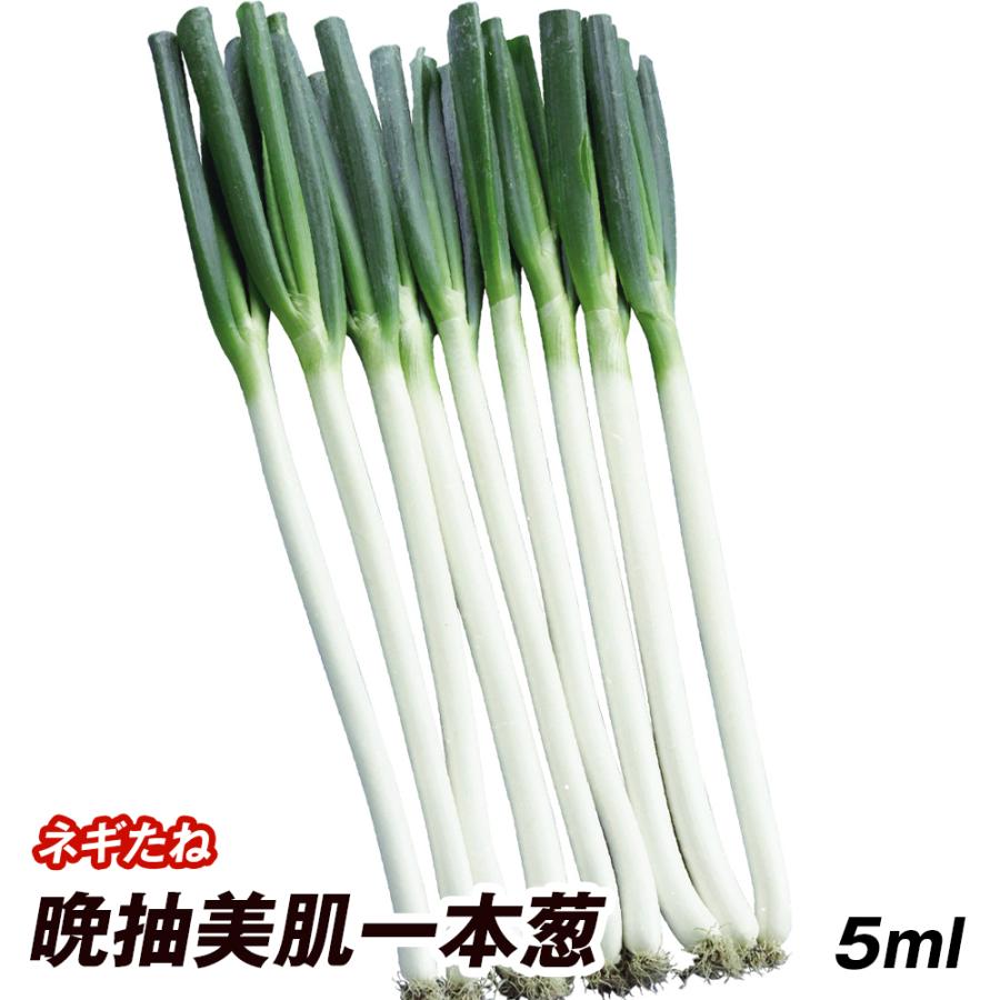 種 野菜たね ネギ 晩抽美肌一本葱 1袋（5ml） 葱 野菜の種 国華園 : 花