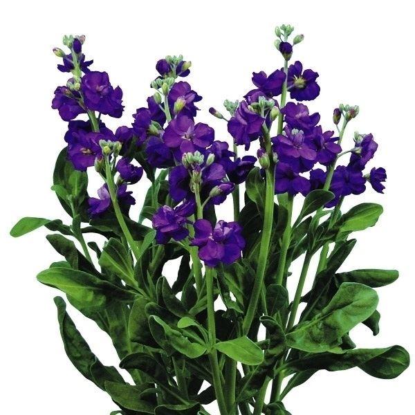 一番の贈り物 ストック 種 スプレイストック シャンテブルー 1袋 50粒 ストックの種 ストックの花 アラセイトウ スプレーストック 花たね 花の種 種子 タネ 国華園