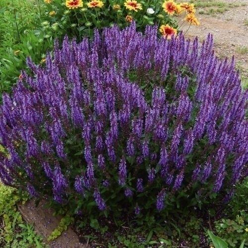 花苗 宿根サルビア ボルドーブルー 2株（Yahoo!・花と緑 国華園）