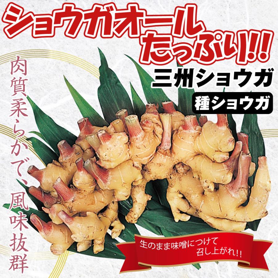 種ショウガ 三州ショウガ 1kg / 生姜 しょうが 家庭菜園 自家 種ショウガ 三州ショウガ 1kg / 生姜 しょうが 家庭菜園 自家