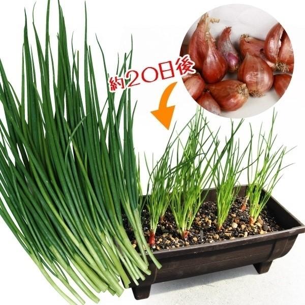 ワケギ種球 二十日ワケギ300g（Yahoo!・花と緑 国華園）