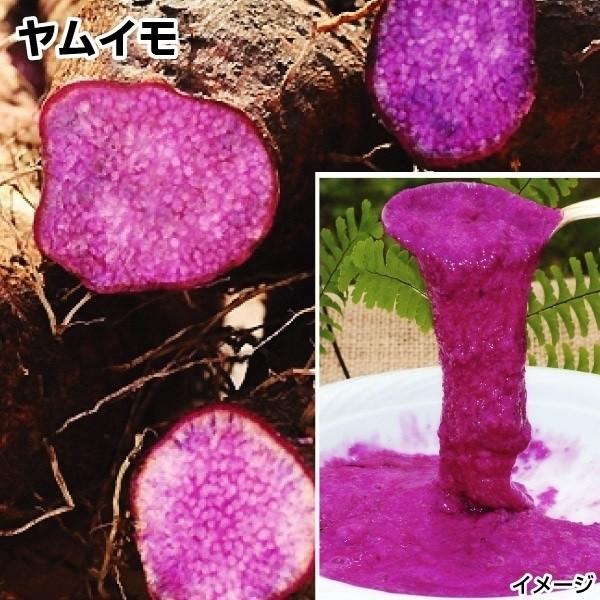 種芋 ヤムイモ ロイヤルパープル (ポット苗) 4株 / やむいも ヤムイモ 山芋 ヤマイモ やまいも ポリフェノール 紫 紫色 鮮やか（Yahoo!・花と緑 国華園）
