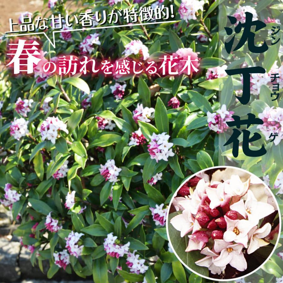 沈丁花 苗 苗木 1株 / ジンチョウゲ 沈丁花の苗木 沈丁花の木 庭木 植木 花木苗｜kokkaen｜02