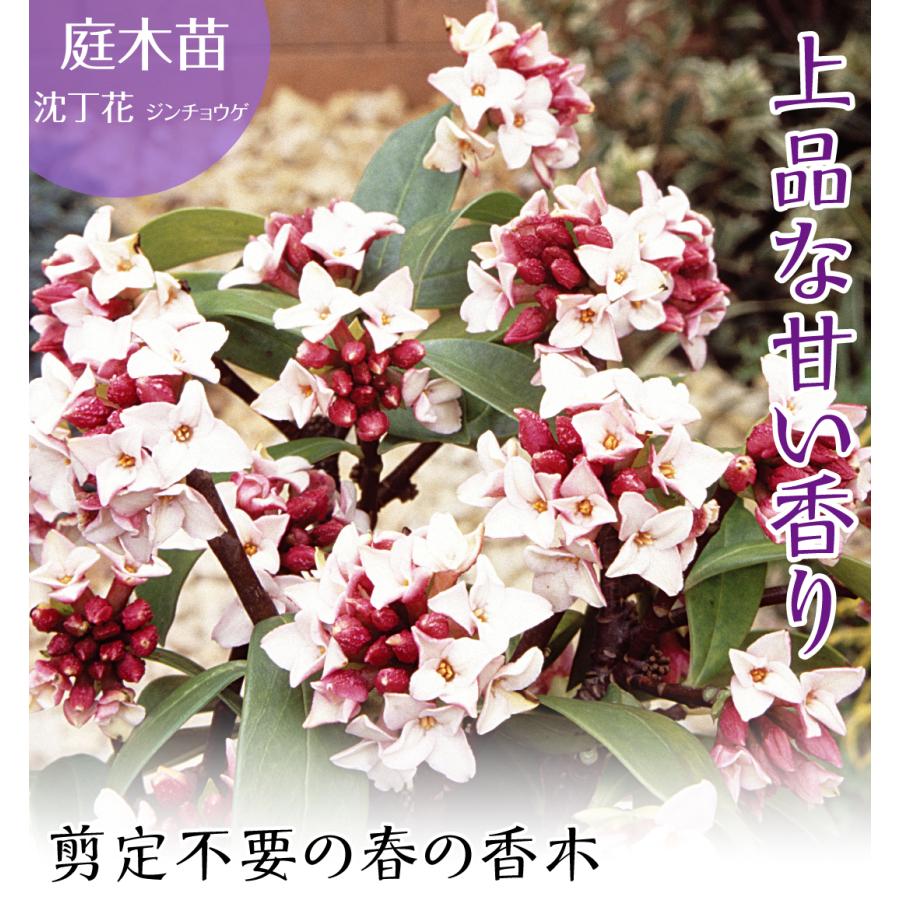 沈丁花 苗 苗木 1株 / ジンチョウゲ 沈丁花の苗木 沈丁花の木 庭木 植木 花木苗｜kokkaen｜05