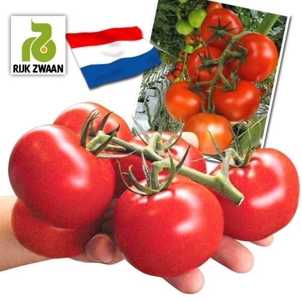 トマト たね 種 小物などお買い得な福袋 F1エンデバーRZ 1袋 8粒 野菜たね 限定特価 野菜のタネ YTC82 とまと オランダ 野菜 種子 ライクズワーン 国華園