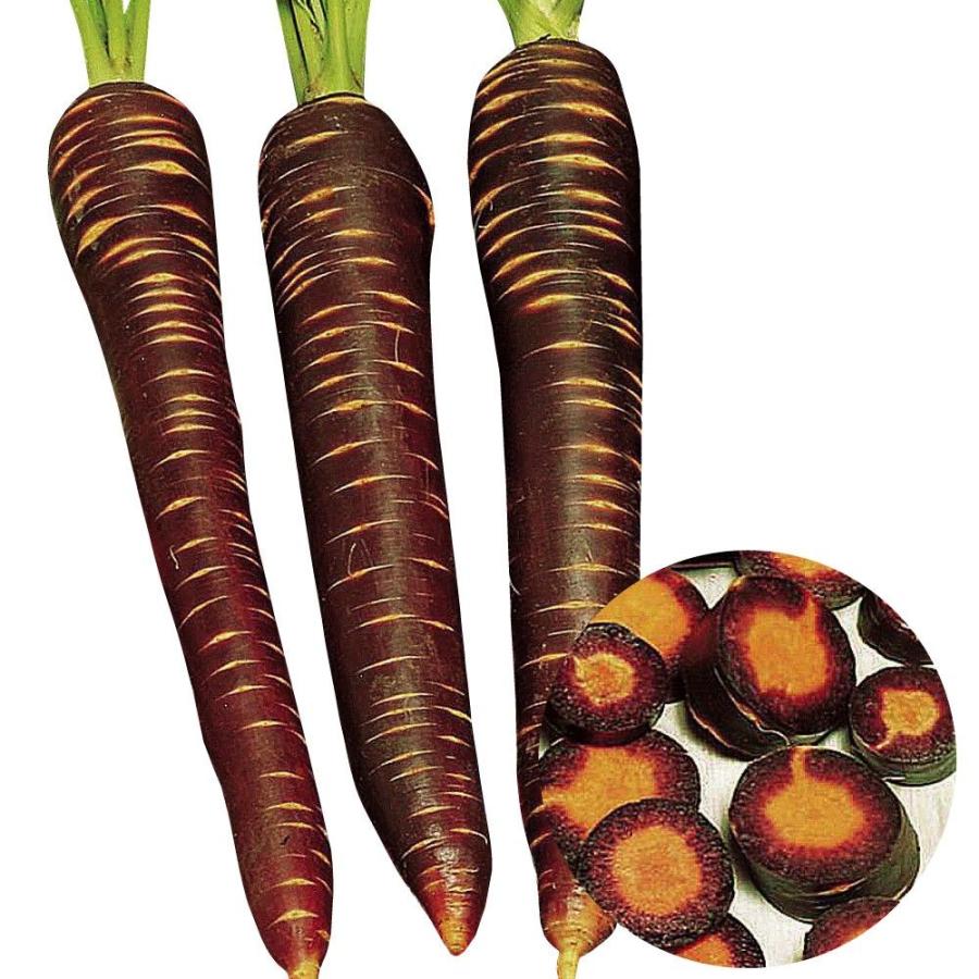 種 野菜たね ニンジン F1あま紫 1袋 コート種子100粒 野菜のタネ 野菜 種子 にんじん 人参 Ytsc 国華園 13 P6 179 花と緑 国華園 通販 Yahoo ショッピング