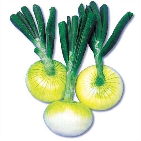 種球 冬どり玉ねぎ F1フレッシュオニオン 500g たまねぎ 新玉葱 たま葱 ホーム玉ねぎの種球 ホームたまねぎの種球 家庭菜園 13n P3 0009 花と緑 国華園 通販 Yahoo ショッピング