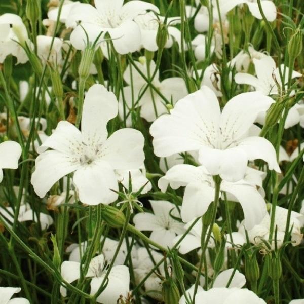 種 花たね 新作多数 アグロステンマ 日本最大級の品揃え 1袋 ホワイト 500mg