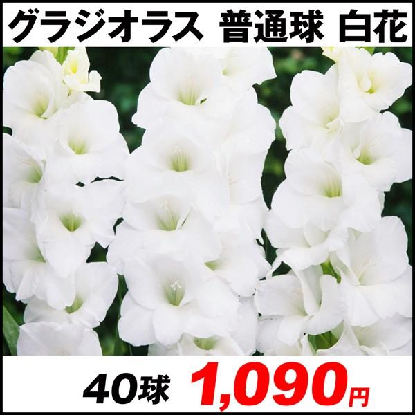 グラジオラス 球根 普通球 白花 40球 春植え球根 グラジオラスの球根 白 白色 ホワイト