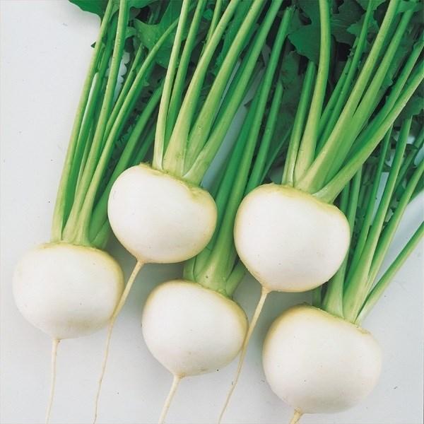 種 野菜たね カブ F1しろかもめ 1袋 4ml 野菜のタネ 野菜 種子 かぶ 蕪 かぶら 国華園 14 P6 023 花と緑 国華園 通販 Yahoo ショッピング