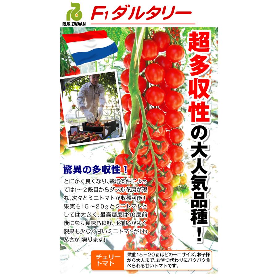 ミニトマトのタネ yoshitaninougei_683
