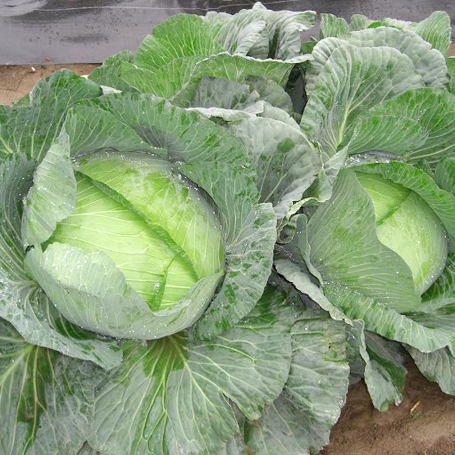 種 野菜たね キャベツ F1ジャンボキャベツ 1袋（1.5ml） 甘藍 やさいの