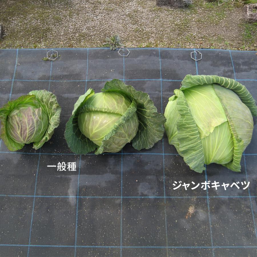 種 野菜たね キャベツ F1ジャンボキャベツ 1袋（1.5ml） 甘藍 やさいの