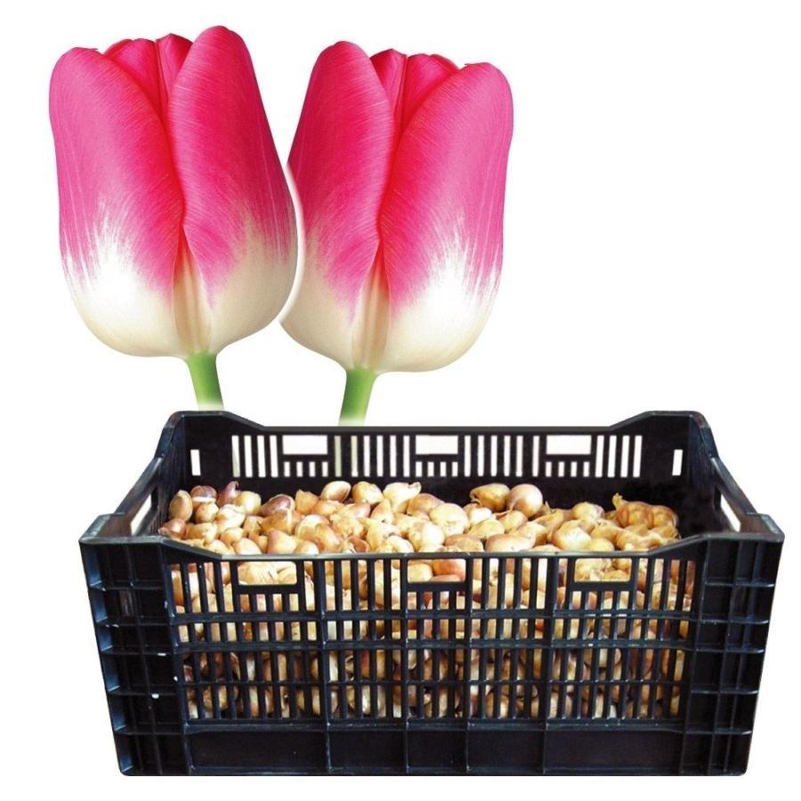 チューリップ 球根 普通球 桃白2色咲 ケース販売 1100球 チュウリップ 花の球根 国華園 Www Nlqp Com