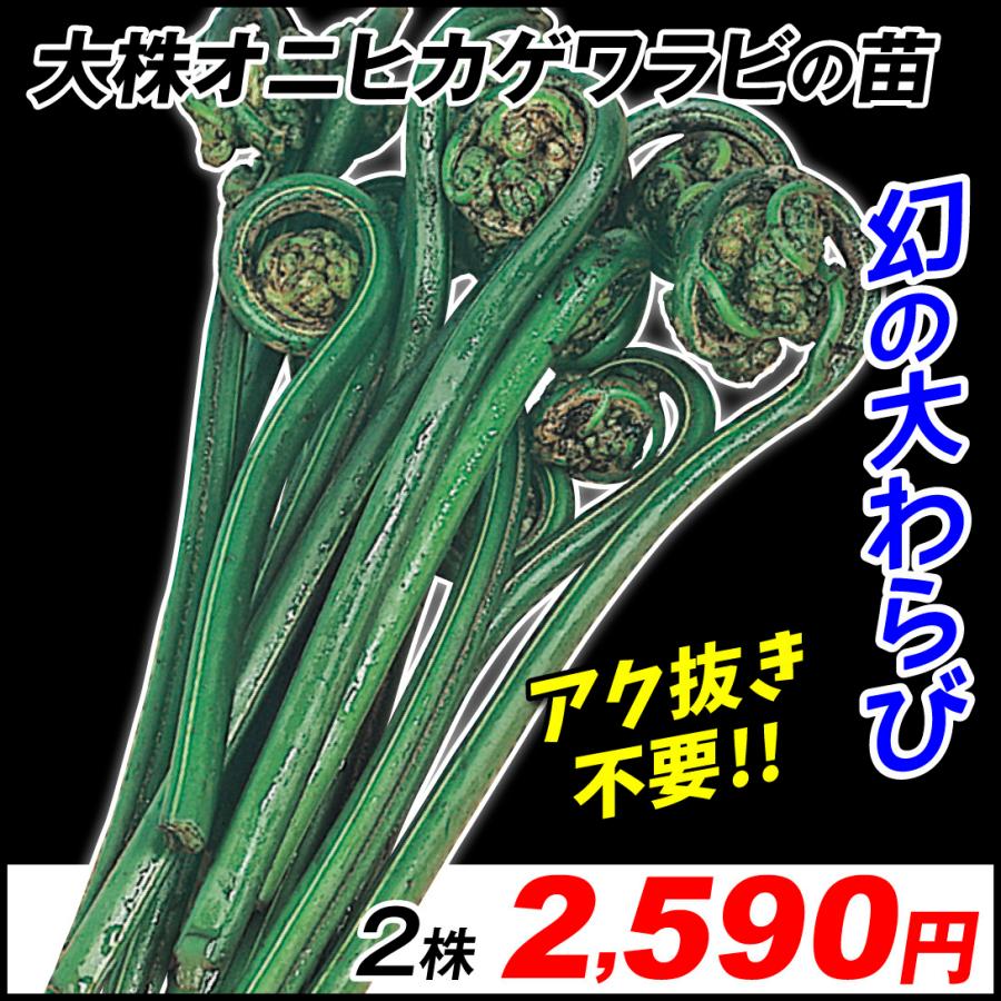 山菜 大株オニヒカゲワラビ 2株 山菜苗 有用植物苗 家庭菜園 Georgiaballauthor
