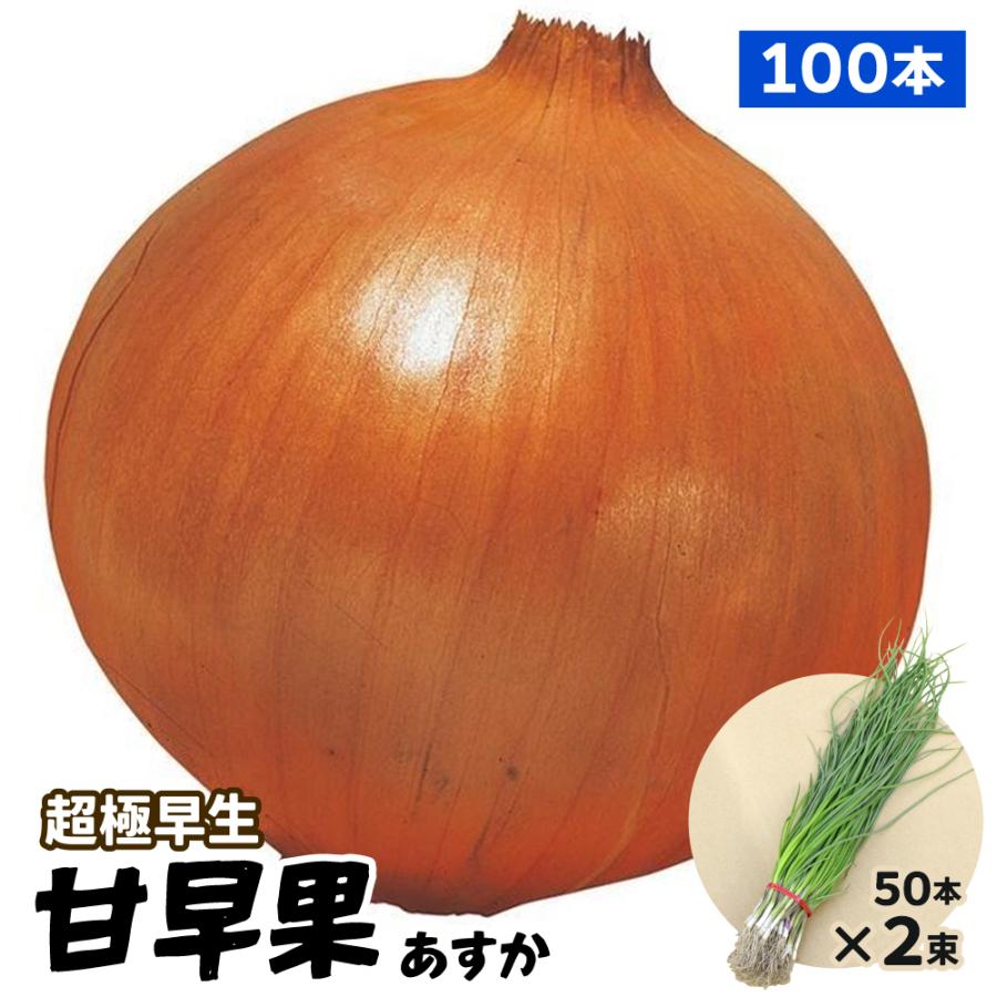 玉ねぎ苗（超極早生）甘早果 あすか 100本 早穫り系 たまねぎ