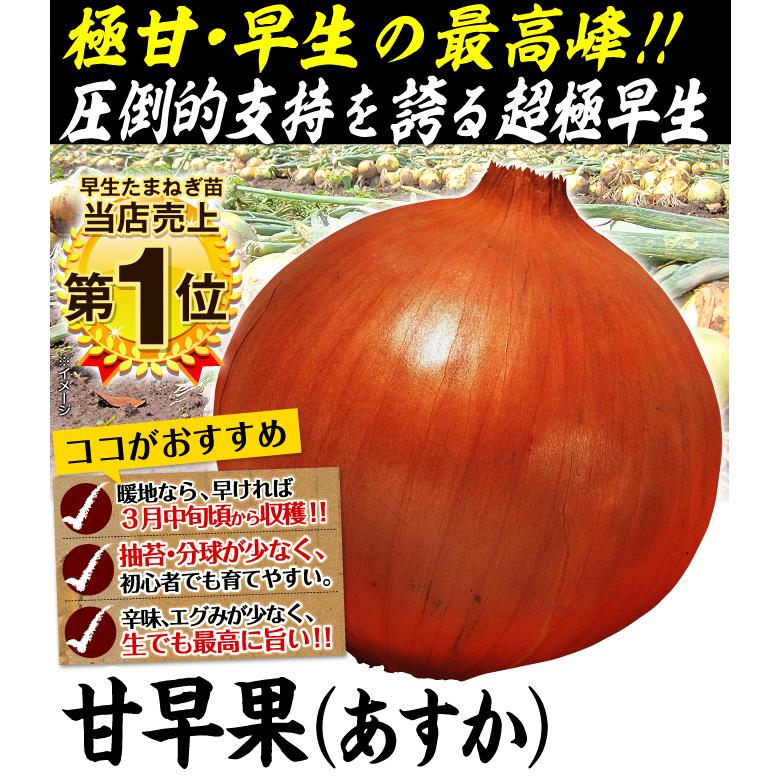 玉ねぎの苗（超極早生）甘早果 あすか 100本 玉ねぎ苗 タマネギの苗