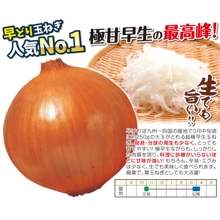 国華園 玉ねぎ苗（超極早生）甘早果 あすか 100本 抜き苗 なえ