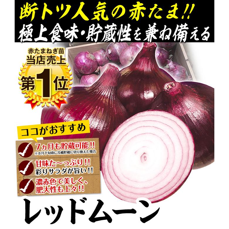 玉ねぎ苗(中晩生)レッドムーン 100本 :2014n-p5-0007:花と緑 国華園 - 通販 - Yahoo!ショッピング 玉ねぎ苗(中晩生)レッドムーン 100本 :2014n-p5-0007:花と緑 国華園 - 通販 - Yahoo!ショッピング