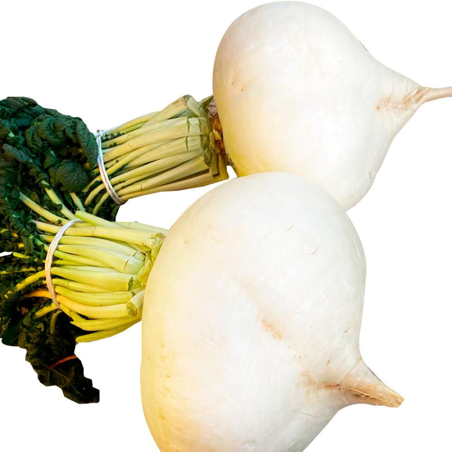 大根のえ 種 野菜たね ダイコン 桜島大根 1袋（10ml） 大根 野菜の種 国