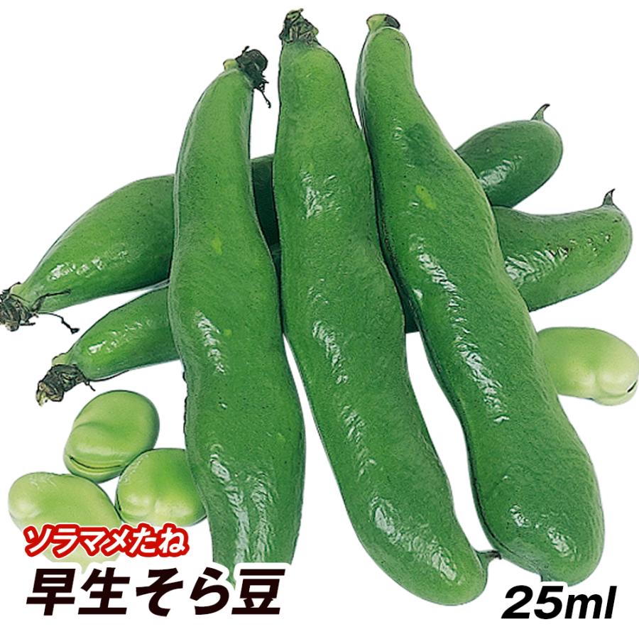 種 野菜たね マメ ソラマメ 早生そら豆 1袋（25ml） 豆 空豆 蚕豆 野菜