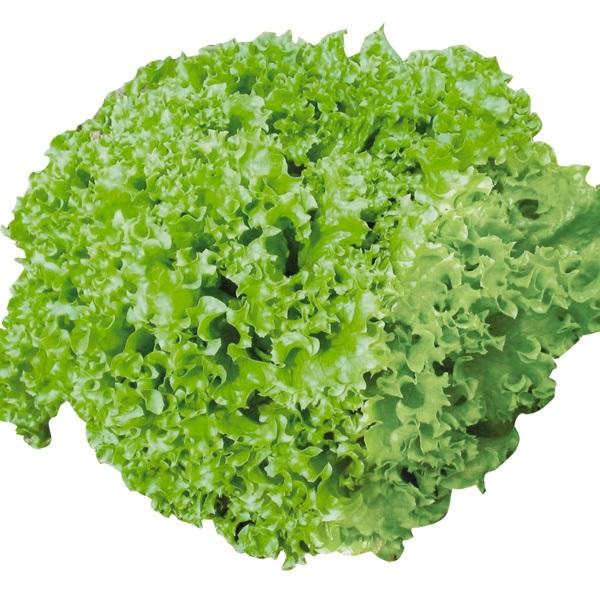 流行のアイテム レタス 種 野菜たね 2020新作 ロログリーン 1袋 3ml 野菜 国華園 野菜のタネ 種子