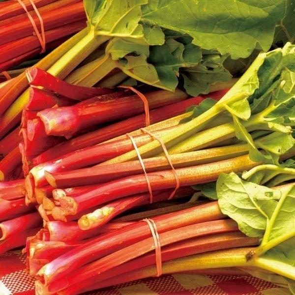 ハーブ 種 野菜たね ルバーブ 1袋 2ml 野菜のタネ タネ ハーブの種 出群 種子 国華園 野菜 Ytc73