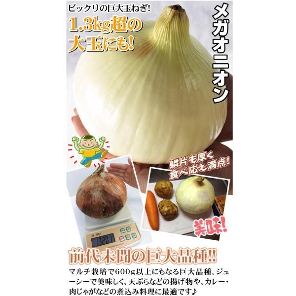 タマネギ 種 野菜たね F1メガオニオン 1袋 3ml 野菜のタネ 野菜 種子 タマネギの種 タマネギ 玉葱 玉ねぎ たまねぎ タネ Ytc04 国華園 14n P6 0098 花と緑 国華園 通販 Yahoo ショッピング